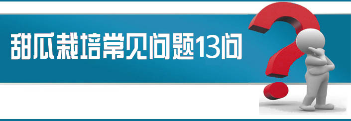 蔬菜種子栽培技術(shù)-<strong><font color='#006428'>甜瓜栽培常見(jiàn)問(wèn)題13問(wèn)？</font></strong>