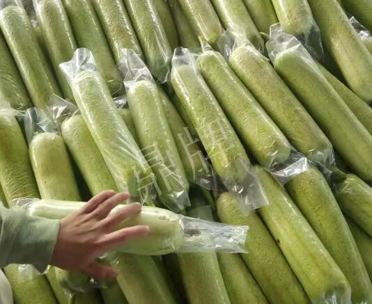 蔬菜種子種植戶客戶點評-這個絲瓜每畝能掙3萬，惠州客戶很滿意！
