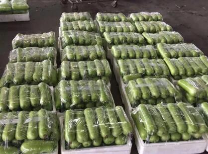 蔬菜種子種植戶客戶點評-上市早，價格好！我連續(xù)種了三年，滿意！