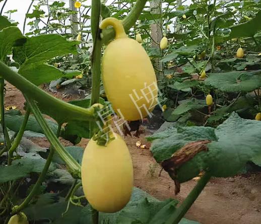 蔬菜種子種植戶客戶點評-上市了，14元/公斤。河南客戶發(fā)來…
