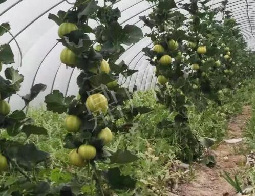 蔬菜種子種植戶客戶點評-我的乖乖，一株坐果15個，6元1斤，好賣得很！