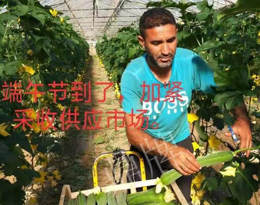 蔬菜種子種植戶客戶點評-羨慕！每公斤24元，“優(yōu)比1號”在法國的表現(xiàn)…