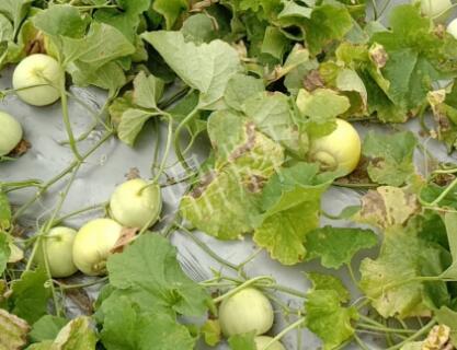 蔬菜種子種植戶客戶點評-低溫寡照的天氣，它仍然優(yōu)秀！
