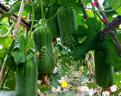 蔬菜種子種植戶(hù)客戶(hù)點(diǎn)評(píng)-這個(gè)新品種，讓我“頭痛”…