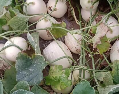 蔬菜種子種植戶客戶點評-“甜，真甜，真是甜！”