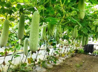 蔬菜種子種植戶客戶點評-我種的冬瓜，肉緊味甜，按個賣！