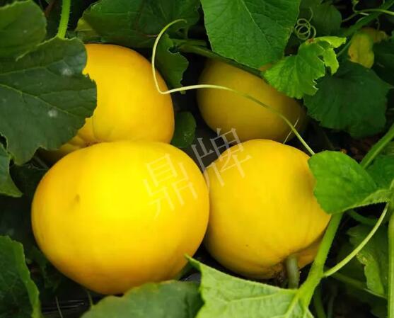 蔬菜種子種植戶客戶點評-純賺50萬，我這個“張大膽”榮光了一把！