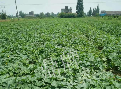 蔬菜種子種植戶客戶點評-今年秋季，什么甜瓜品種表現(xiàn)好？