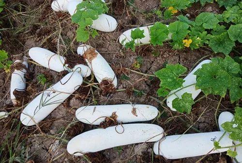 您種植過“堆堆瓜”嗎？看一看，地上全是瓜！一睹芳容