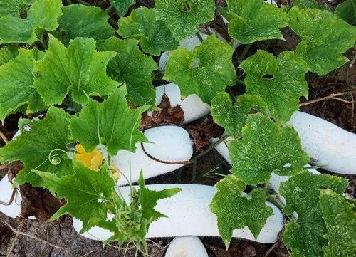 您種植過“堆堆瓜”嗎？看一看，地上全是瓜！一睹芳容