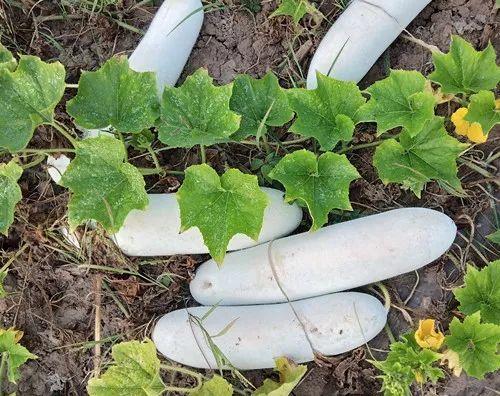 您種植過“堆堆瓜”嗎？看一看，地上全是瓜！一睹芳容