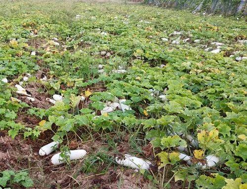 您種植過“堆堆瓜”嗎？看一看，地上全是瓜！一睹芳容
