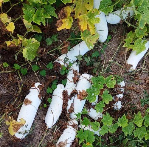 您種植過“堆堆瓜”嗎？看一看，地上全是瓜！一睹芳容