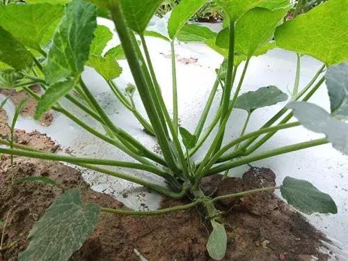 菜農(nóng)種植無需噴農(nóng)藥的蔬菜，不僅栽培簡單、而且效益高