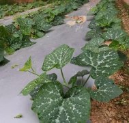 蔬菜種子種植戶客戶點(diǎn)評(píng)-無需噴農(nóng)藥的蔬菜，栽培簡單、效益高！