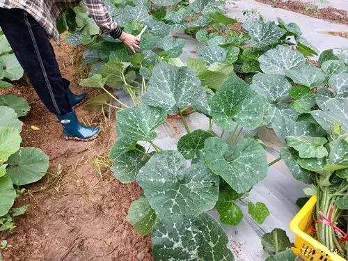 菜農(nóng)種植無需噴農(nóng)藥的蔬菜，不僅栽培簡單、而且效益高