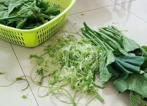 菜農(nóng)種植無需噴農(nóng)藥的蔬菜，不僅栽培簡單、而且效益高