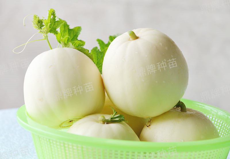 就這4個薄皮甜瓜，畝產(chǎn)萬斤很輕松，瓜果菜農(nóng)搶著種植