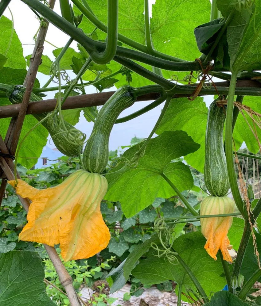 3元1斤的健美蜜本南瓜快成熟了，緬甸種植戶發(fā)來(lái)圖片與視頻