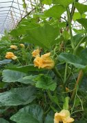 蔬菜種子種植戶客戶點評-在大棚內(nèi)栽培“健美蜜本”南瓜，怎么樣？看菜農(nóng)石昌斌發(fā)來的圖片