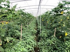 蔬菜種子種植戶客戶點評-這個品種，結(jié)瓜太夸張了！太恐怖了！