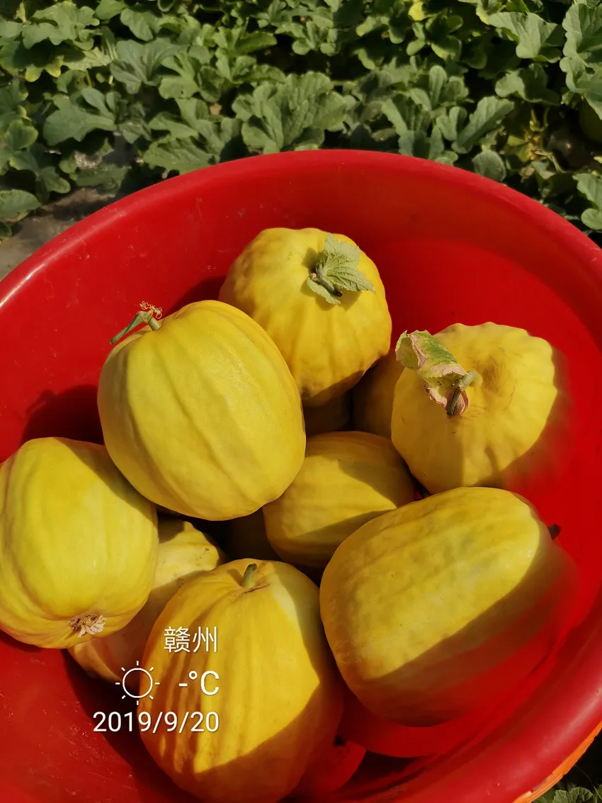 高溫季節(jié)種植甜瓜，什么品種最好？這個(gè)品種是秋季上市的專用品種
