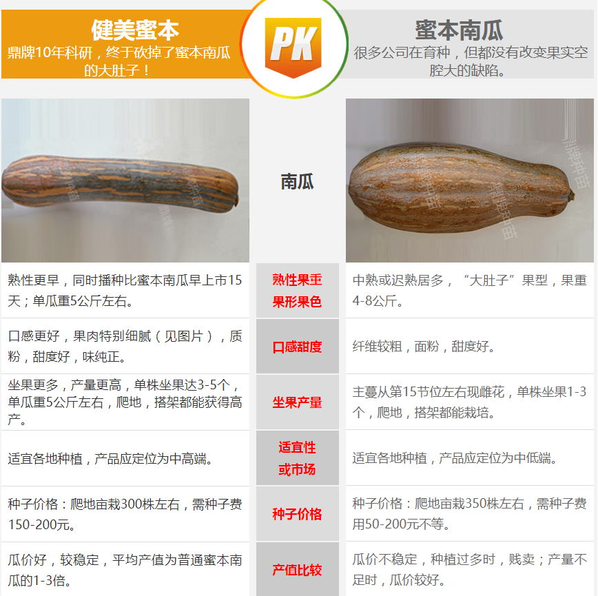 生吃都好吃南瓜新品種，沒有大肚子，肉質(zhì)更密致，農(nóng)戶試種下