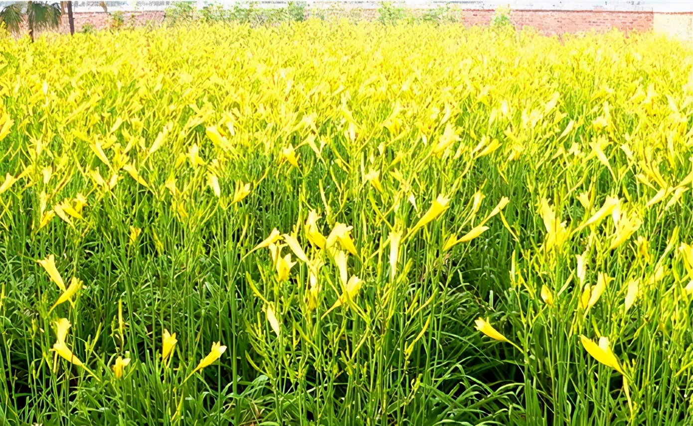 一斤接近20塊，原來它才是最火的國民蔬菜！全國都適種