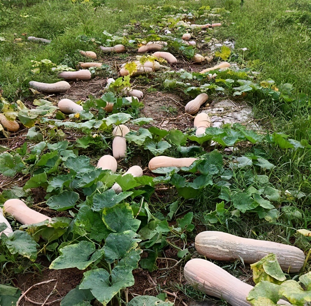 一位轉業(yè)后的特種兵，辦農(nóng)場種瓜菜，靠1個優(yōu)點，年賺200萬