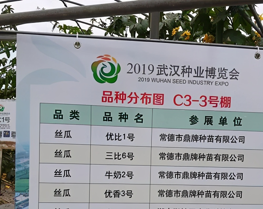 這個(gè)絲瓜畝產(chǎn)可達(dá)8000公斤，菜農(nóng)2021年致富的絲瓜品種