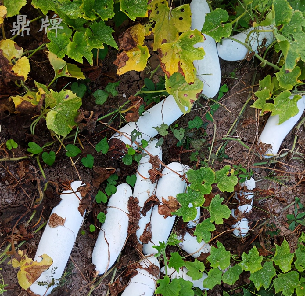 畝產(chǎn)值可達(dá)3萬元的冬瓜終上市，21年科研沉淀成就它