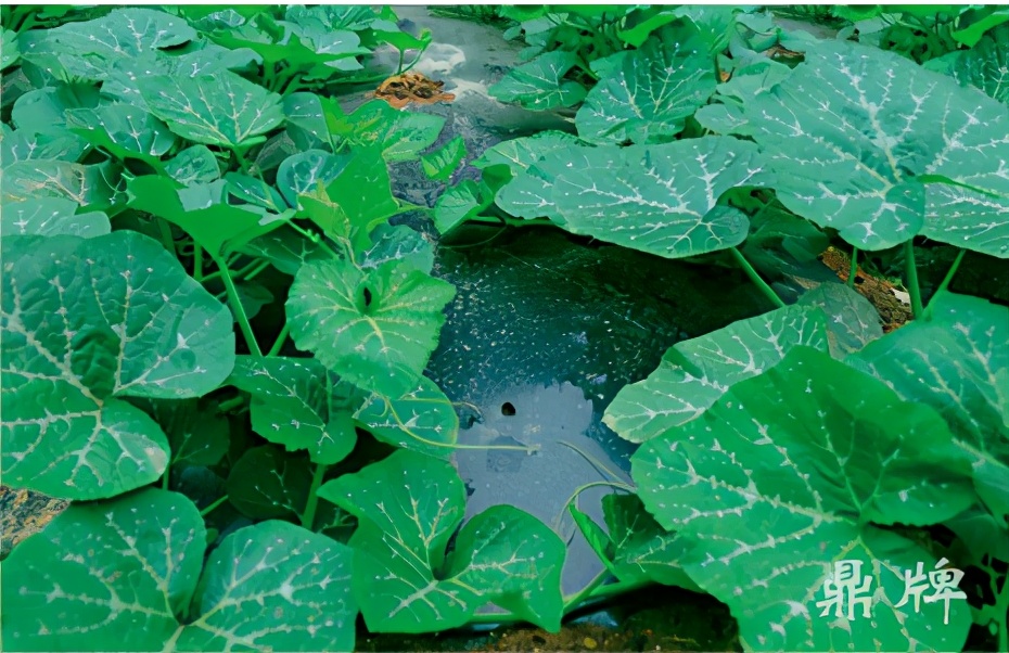 種這種綠葉菜，栽培輕松，畝產(chǎn)值過萬元，菜農(nóng)表示很劃算
