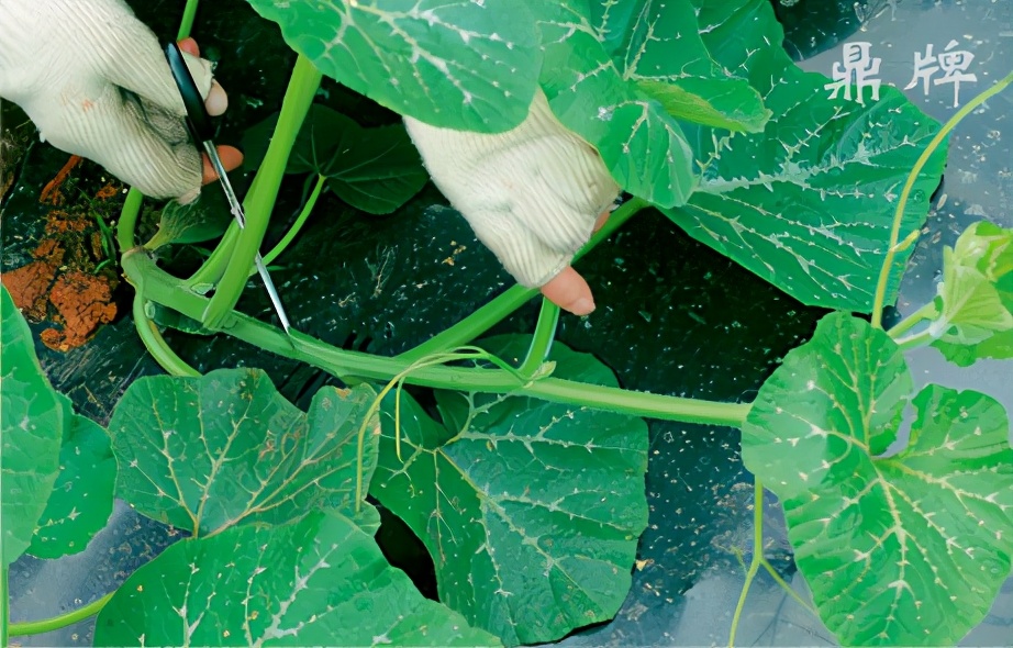種這種綠葉菜，栽培輕松，畝產(chǎn)值過萬元，菜農(nóng)表示很劃算