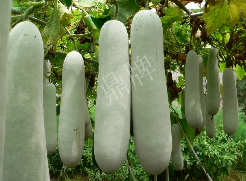 這個品種太優(yōu)秀了！耐儲耐運，適合大面積種植，菜農(nóng)瓜販都喜歡