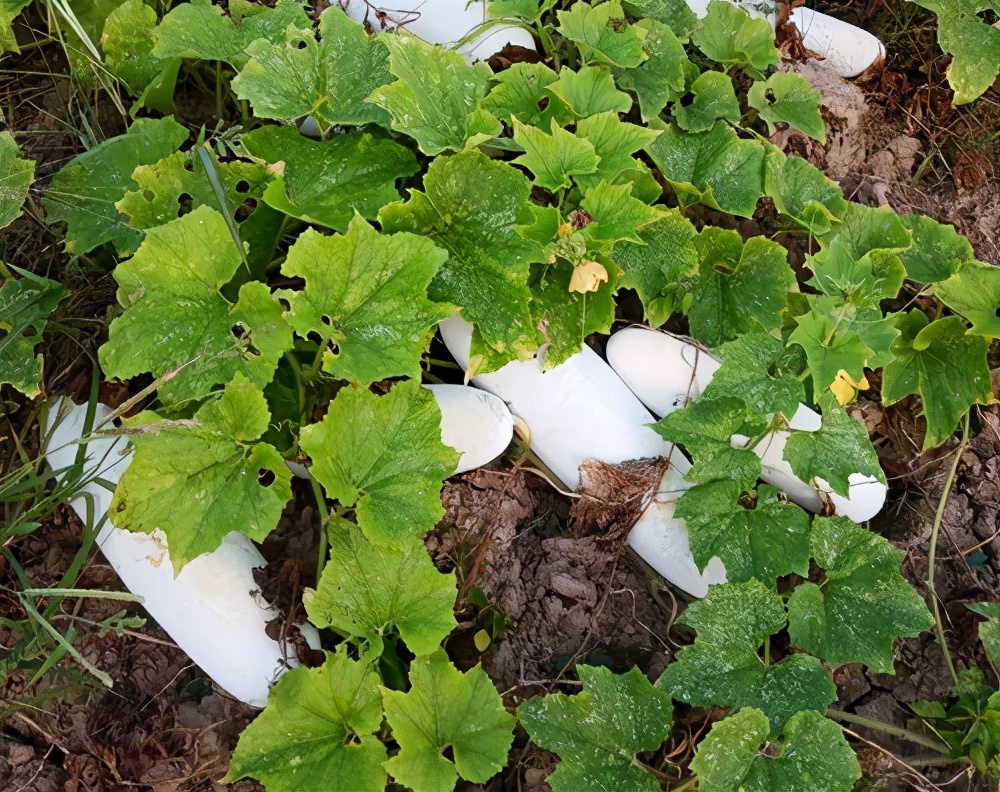 這個品種太優(yōu)秀了！耐儲耐運，適合大面積種植，菜農(nóng)瓜販都喜歡
