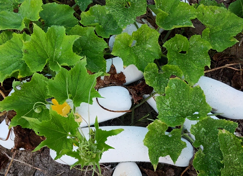 這個品種太優(yōu)秀了！耐儲耐運，適合大面積種植，菜農(nóng)瓜販都喜歡
