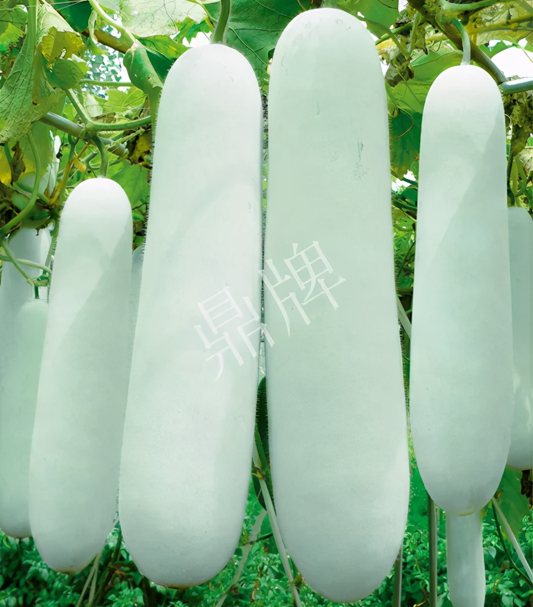 這個品種太優(yōu)秀了！耐儲耐運，適合大面積種植，菜農(nóng)瓜販都喜歡