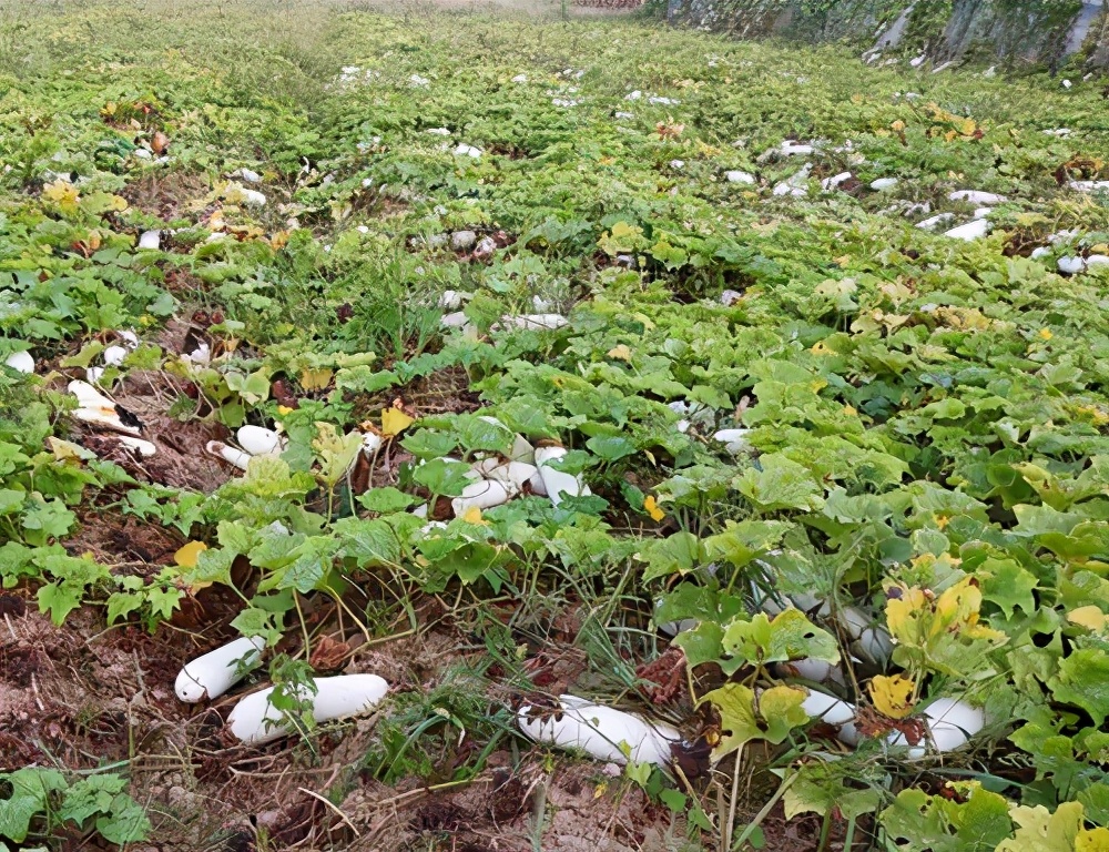 這個品種太優(yōu)秀了！耐儲耐運，適合大面積種植，菜農(nóng)瓜販都喜歡