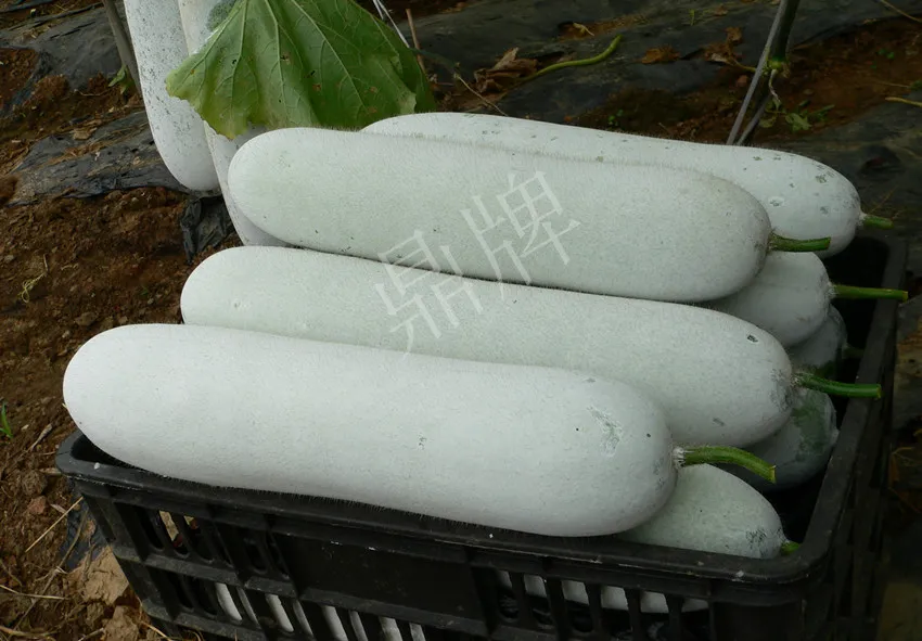 這個品種太優(yōu)秀了！耐儲耐運，適合大面積種植，菜農(nóng)瓜販都喜歡