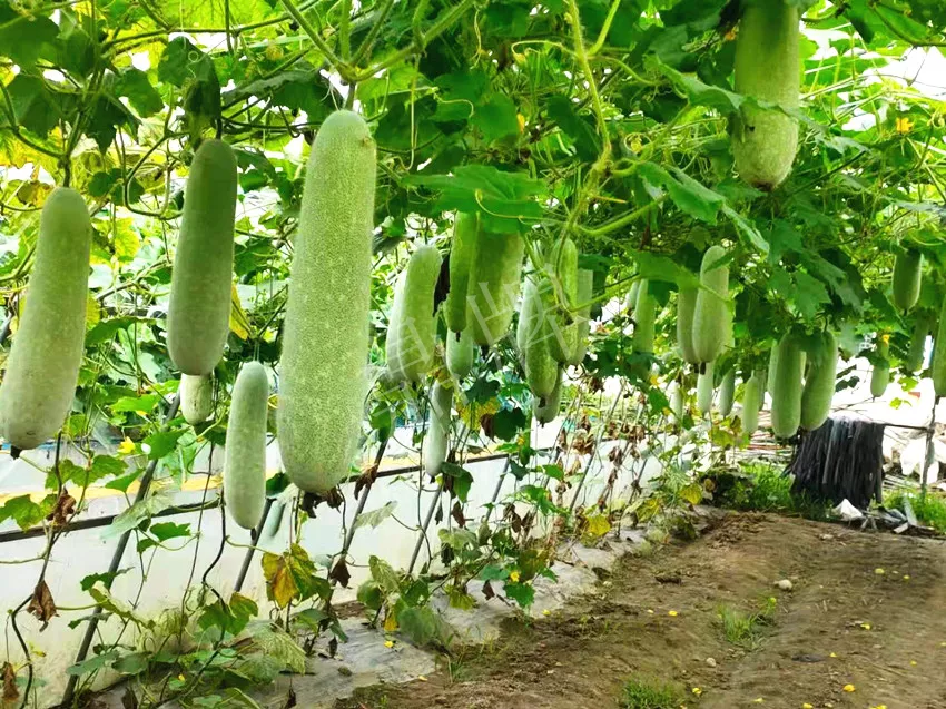 什么品種的冬瓜按個(gè)買(mǎi)？?jī)r(jià)格是同期黑皮冬瓜五倍