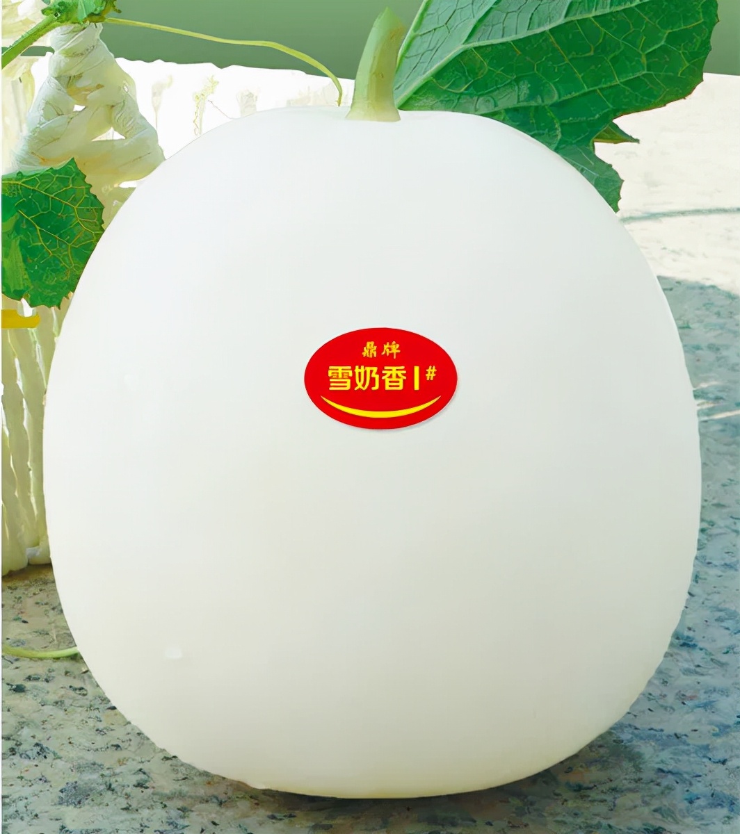 河南焦作的李向林今年種植甜瓜新品種，客戶直接拉貨走人