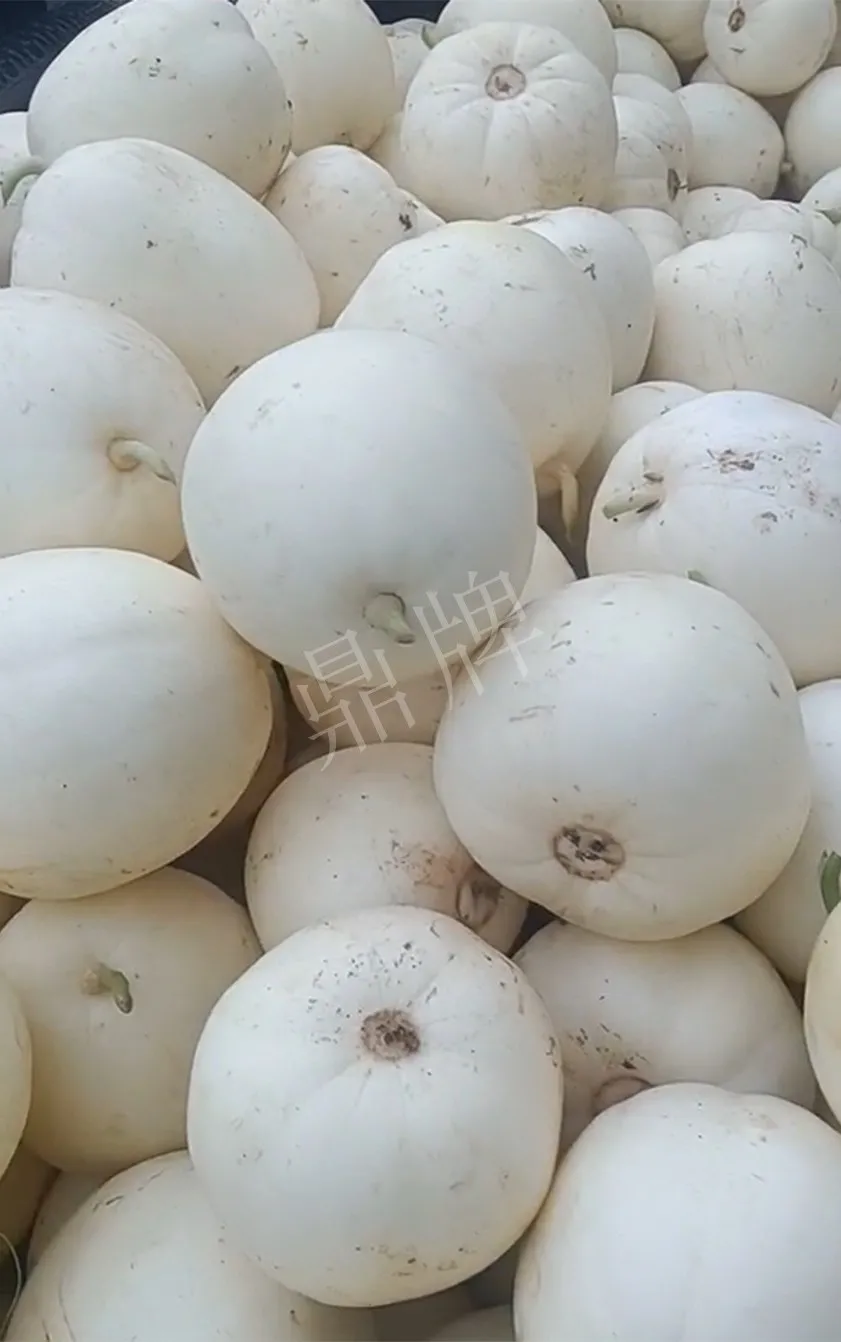 河南焦作的李向林今年種植甜瓜新品種，客戶直接拉貨走人