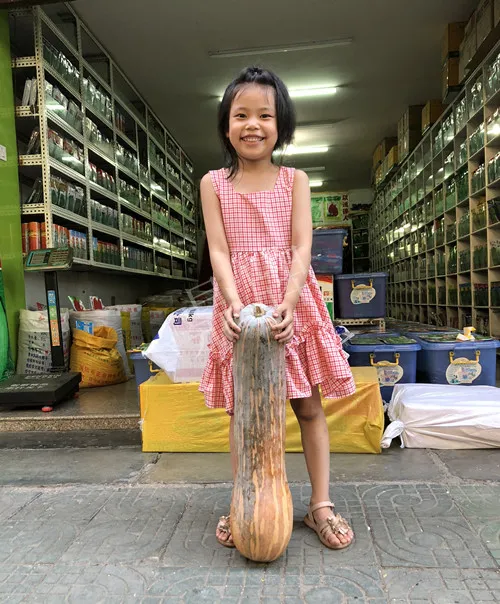 四川農(nóng)戶今年種“健美蜜本”南瓜產(chǎn)量高，品質(zhì)好，感覺巴適得很