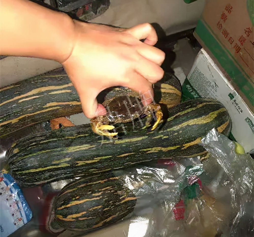 四川農(nóng)戶今年種“健美蜜本”南瓜產(chǎn)量高，品質(zhì)好，感覺巴適得很