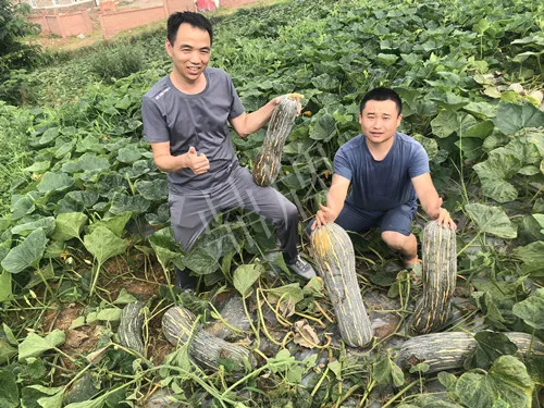 四川農(nóng)戶今年種“健美蜜本”南瓜產(chǎn)量高，品質(zhì)好，感覺巴適得很