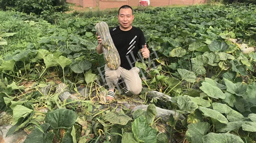四川農(nóng)戶今年種“健美蜜本”南瓜產(chǎn)量高，品質(zhì)好，感覺巴適得很