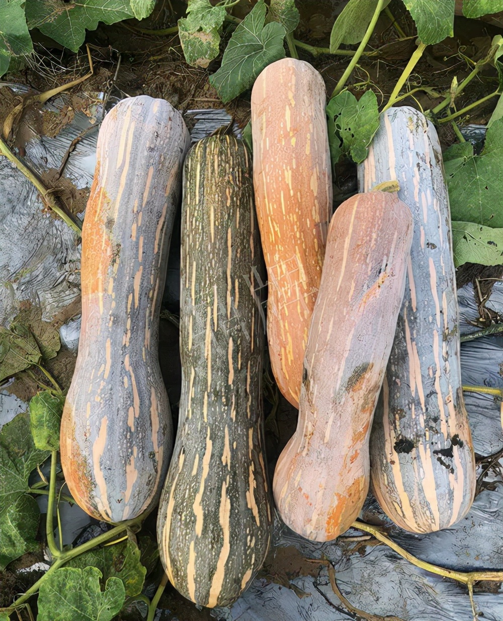 四川農(nóng)戶今年種“健美蜜本”南瓜產(chǎn)量高，品質(zhì)好，感覺巴適得很