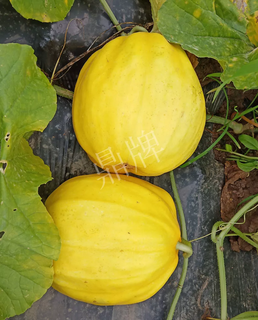 婁底瓜農(nóng)純賺50萬(wàn)，我這個(gè)“張大膽”榮光了一把