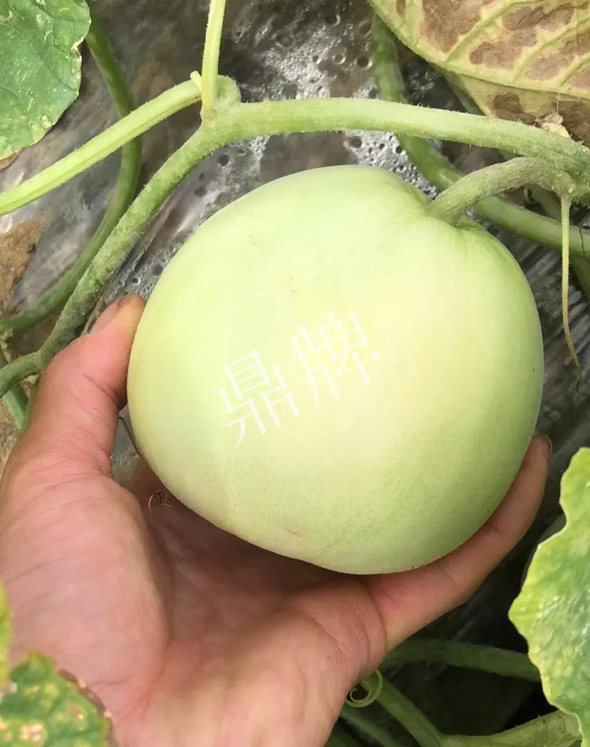 郴州農(nóng)戶種植新品種，果實(shí)又香又甜，很好賣(mài)