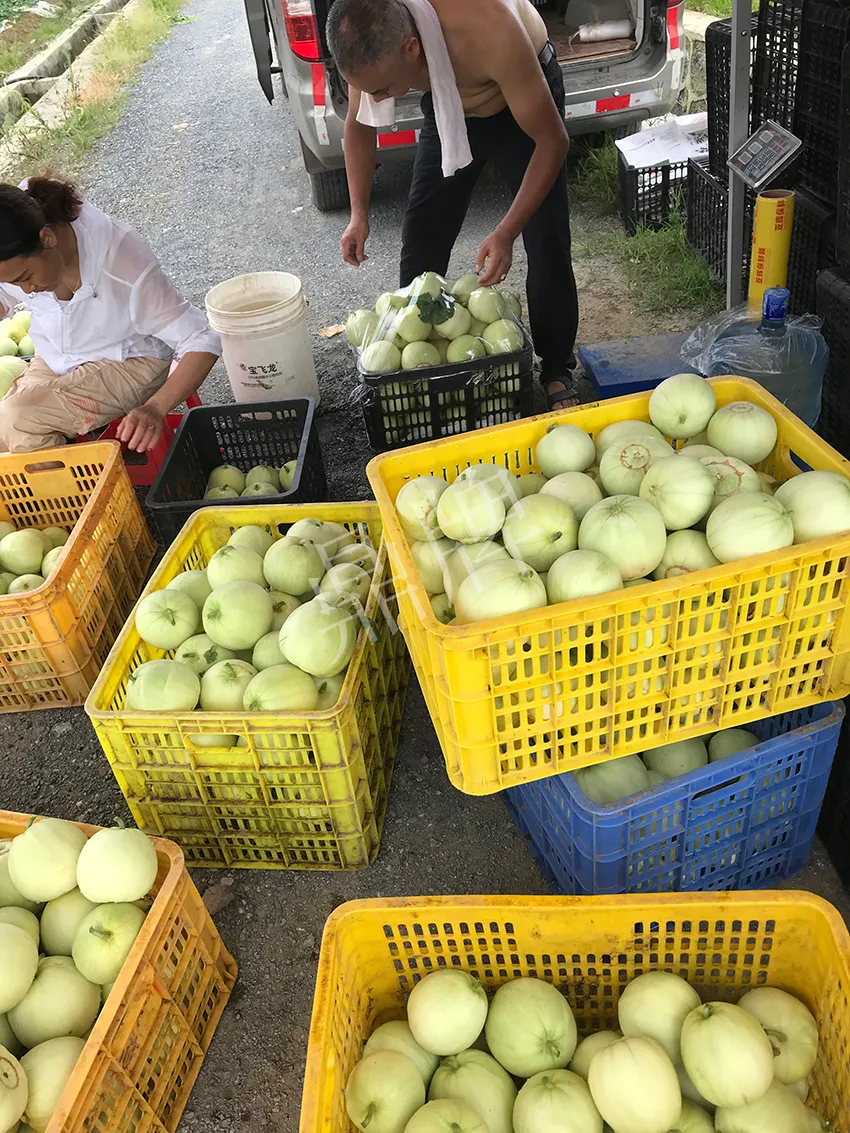 郴州農(nóng)戶種植新品種，果實(shí)又香又甜，很好賣(mài)